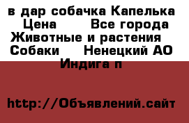 в дар собачка Капелька › Цена ­ 1 - Все города Животные и растения » Собаки   . Ненецкий АО,Индига п.